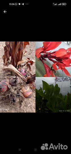 Клубни канны