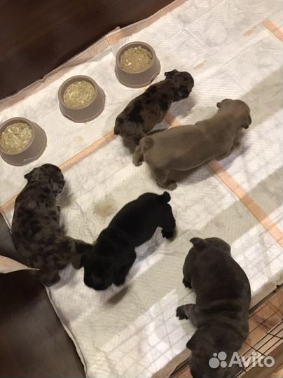 Щенки французкого бульдога