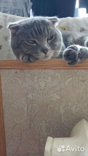 Кот вязка