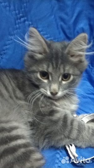 А-ля мей-кун - Грей - добрый серый мальчик 2.5 мес