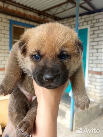 Отдам в добрые руки