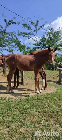 Жеребцы, жеребята