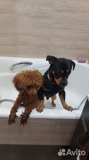 Передержка животных