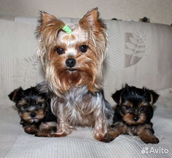 Йоркширский терьер. Мальчики и девочки. Доставка