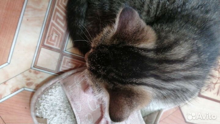 Котята полуперсы