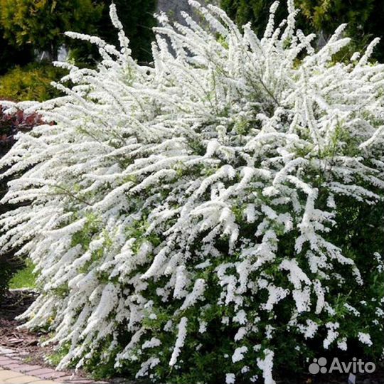 Спирея серая Грефшейм