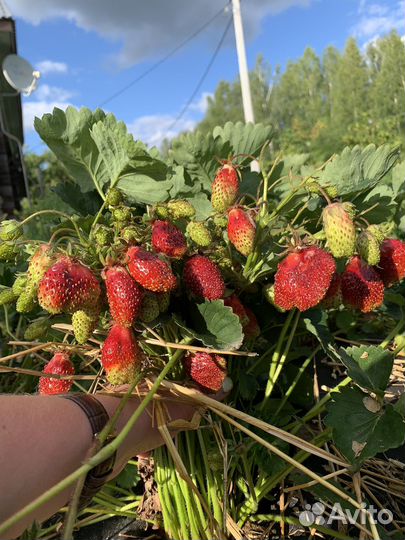 Клубника Купчиха