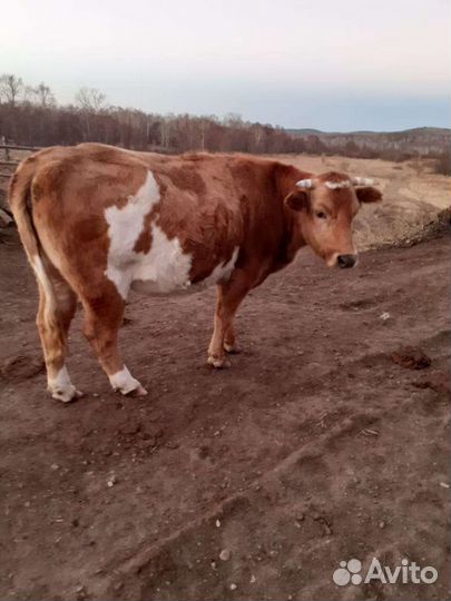 Коровы,бычки,телочки молодняк и постарше
