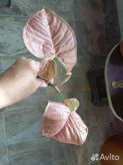 Сингониум неон