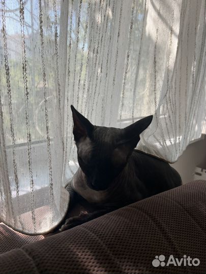 Канадский сфинкс