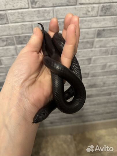 Королевская змея нигрита