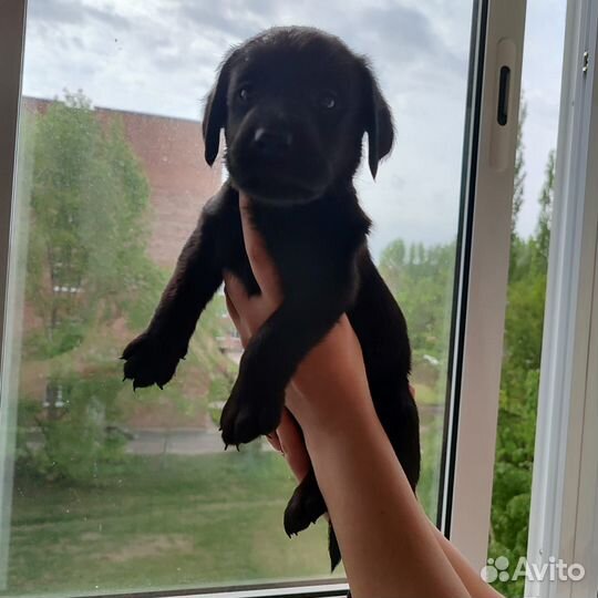 Лабрадетки