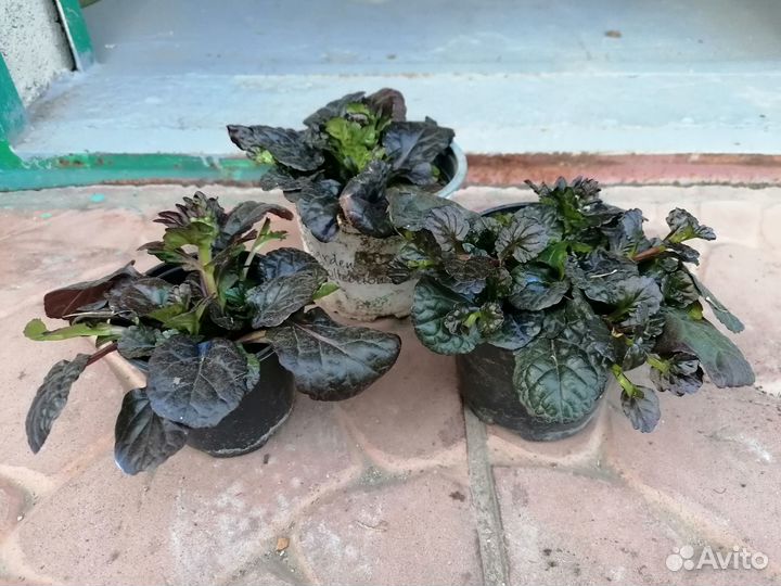 Многолетники для сада