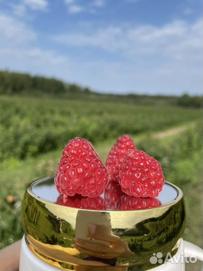 Малина ягоды