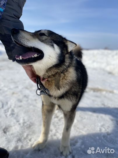 Метис хаски