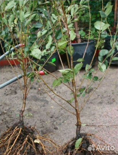 Яблони, груши, вишни, черешни, персики, хурма