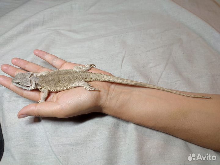 Бородатая агама Zero het hypo