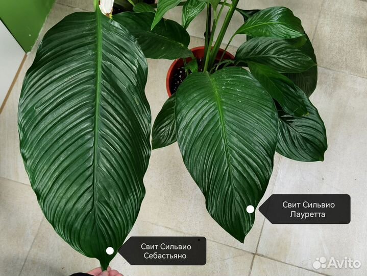 Цветущие делёнки гигантского Спатифиллума