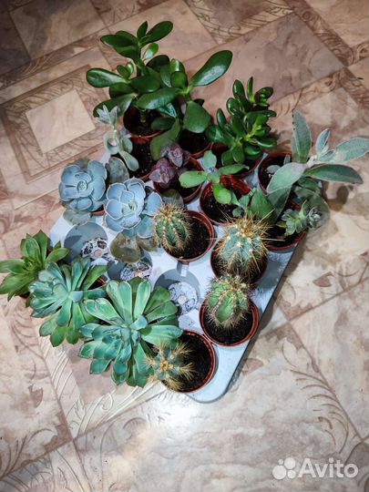 Суккуленты, кактусы, толстянка, каланхоэ