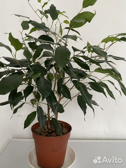 Фикус,Колеусы, Гиппеаструм,Зеферантус