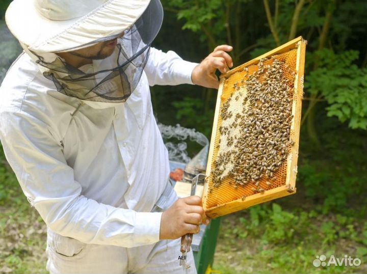 2024 Мед натуральный из Алтая оптом