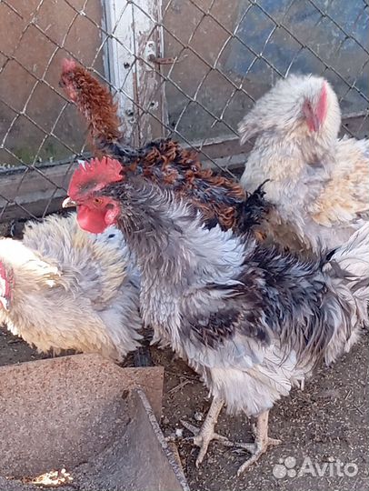 Петухи и куры
