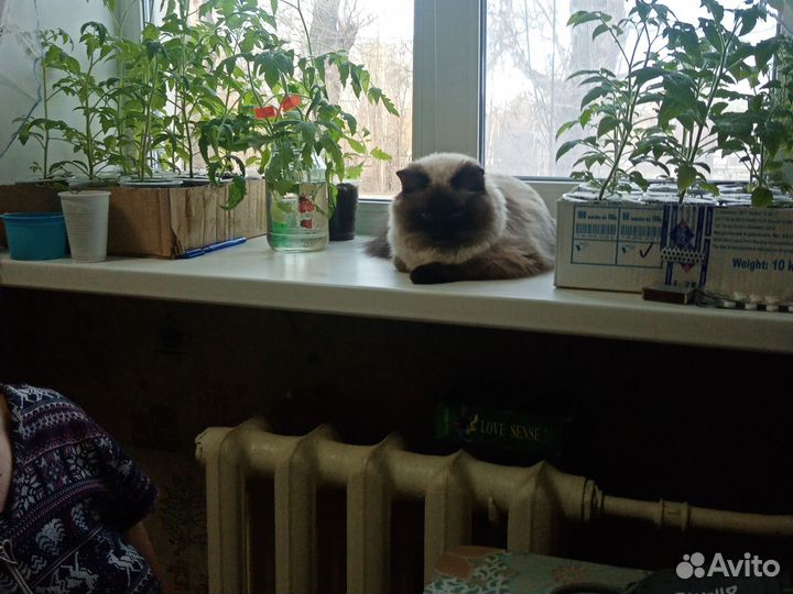 Вязка. Сиямский кот. Ищет подругу