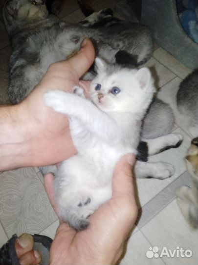 Котята шиншиллы