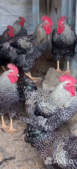 Гуси, индюки, петухи