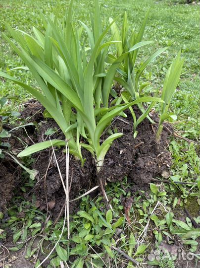 Большие кусты лилейника Орандж Нассау