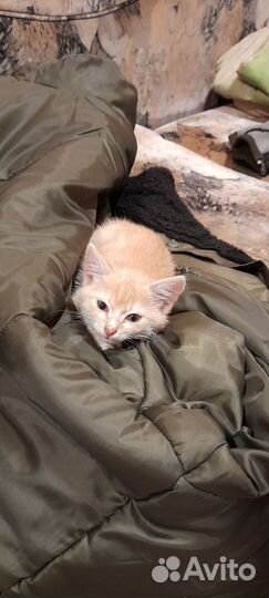Рыжий котенок
