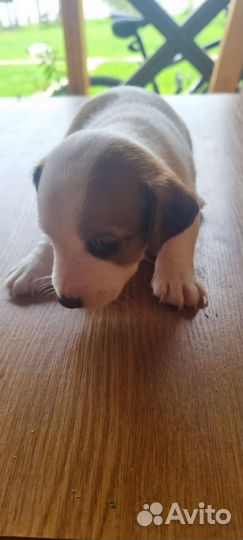 Джек Рассел терьер