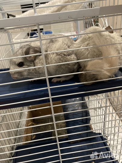 Шиншилла с клеткой