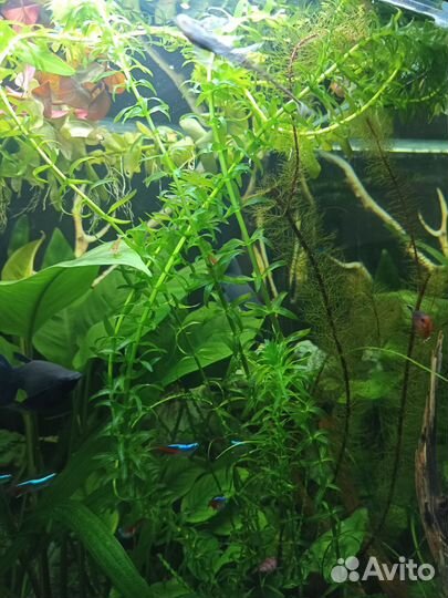 Аквариумные растения, креветки