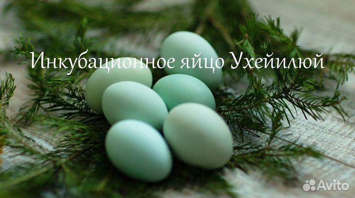 Инкубационное яйцо брама,фавероль, маран, ухейилюй