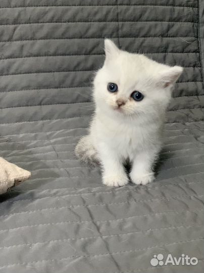 Белый кш британский котенок