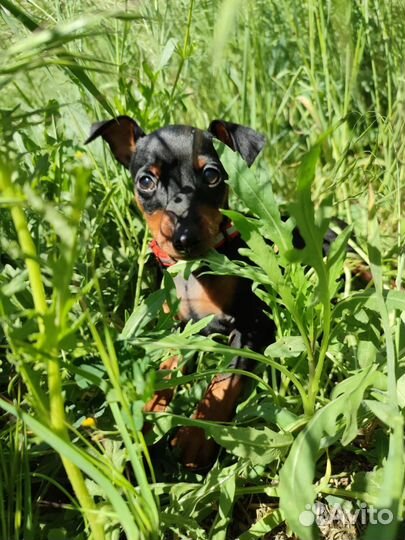 Щенки цвергпинчера