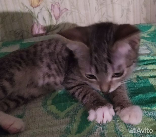 Котики от кошки- мышекрысоловки в добрые руки