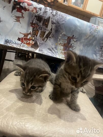 Отдам котенка в добрые руки