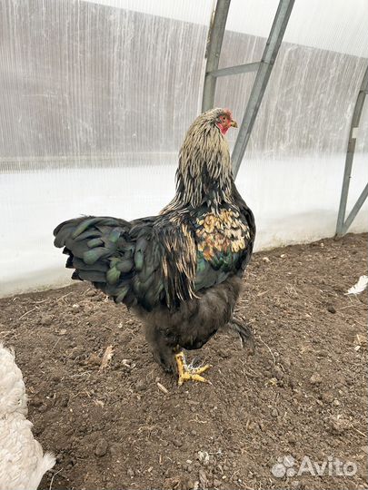 Продам петуха Брама