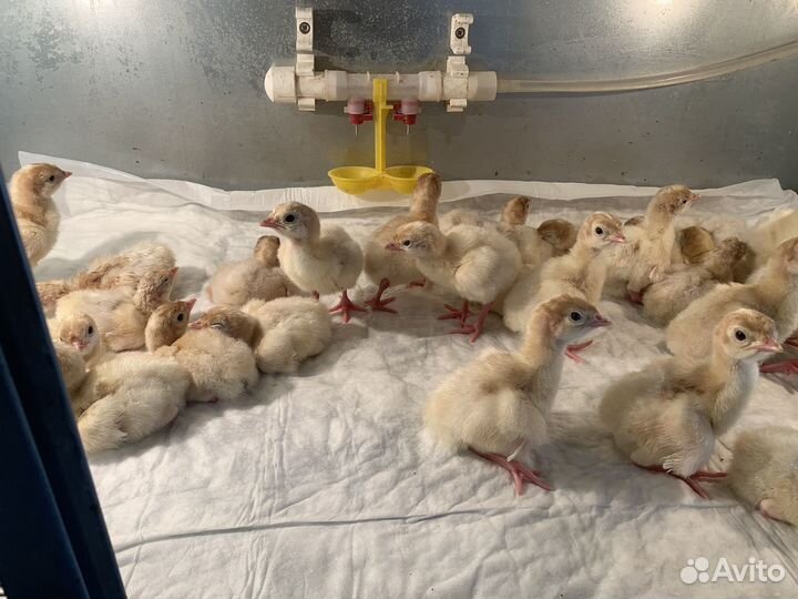 Индюшата в наличии подрощенные и суточные