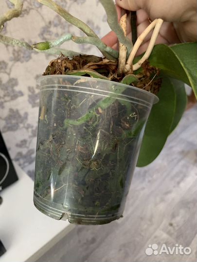 Орхидея фаленопсис Санта Клаус