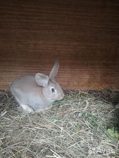 Кролики великаны