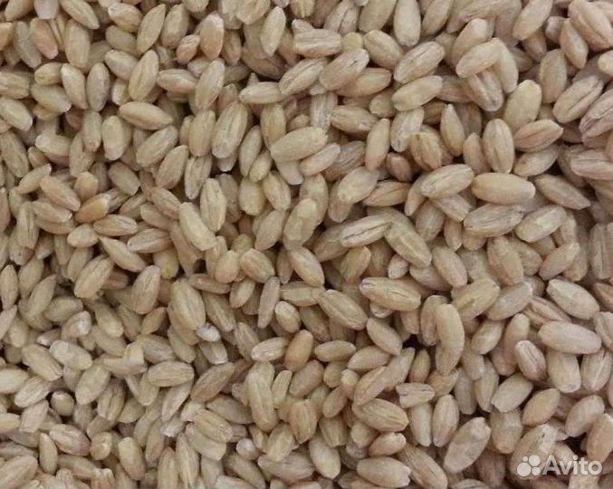 Перловка, ячка, геркулес, сечка пшеная, макароны