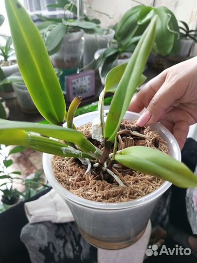 Орхидеи(разные)