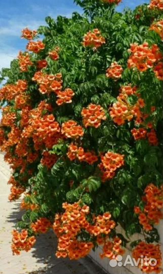 Лианы садовые