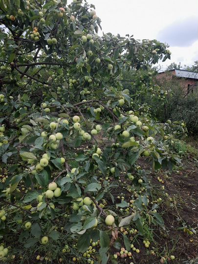 Дача 10 м² на участке 4,8 сот.