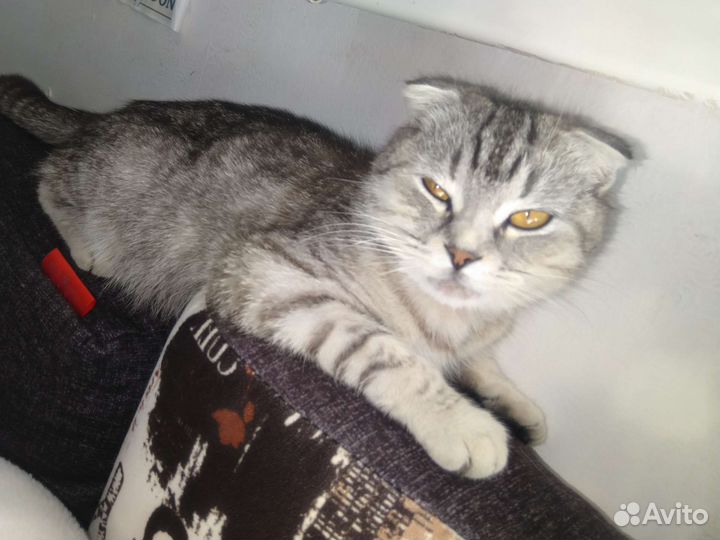 Шотландская вислоухая кошка