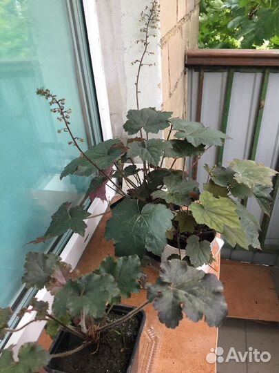 Гейхера двух сортов