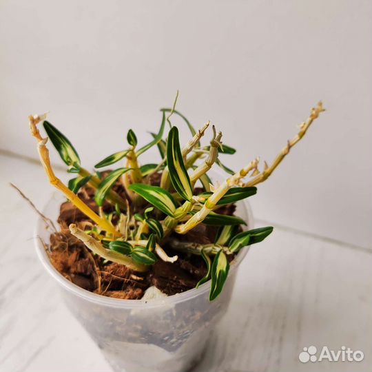 Dendrobium moniliforme Tama